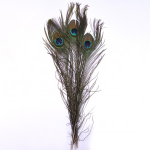 Перо павлина для удачи 3 шт