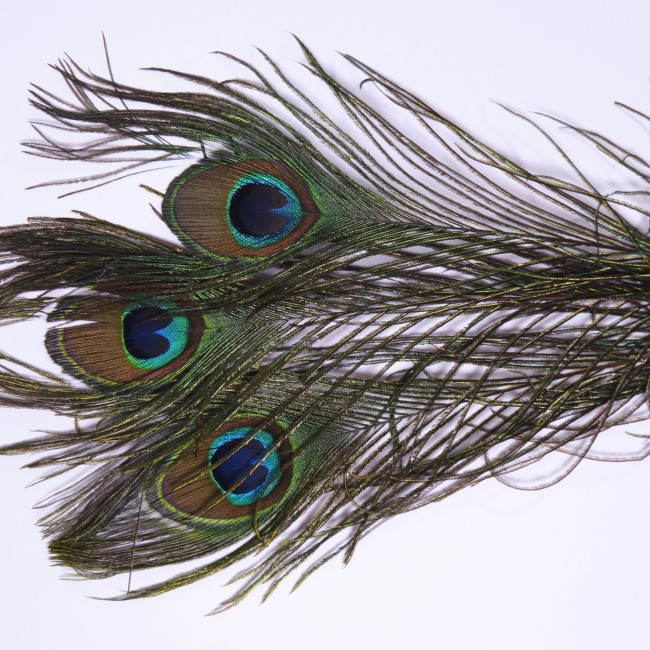 Перо павлина для удачи 3 шт Перо павлина для удачи 3 шт