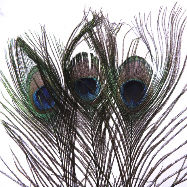 Перо павлина для удачи 3 шт Перо павлина для удачи 3 шт