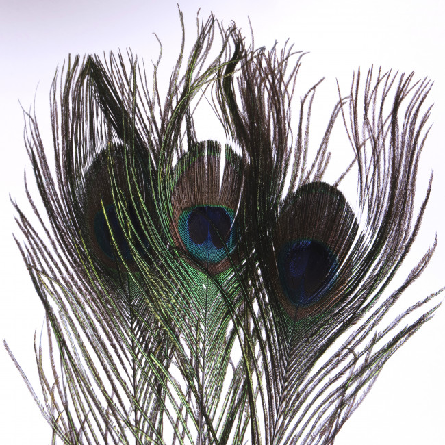 Перо павлина для удачи 3 шт Перо павлина для удачи 3 шт