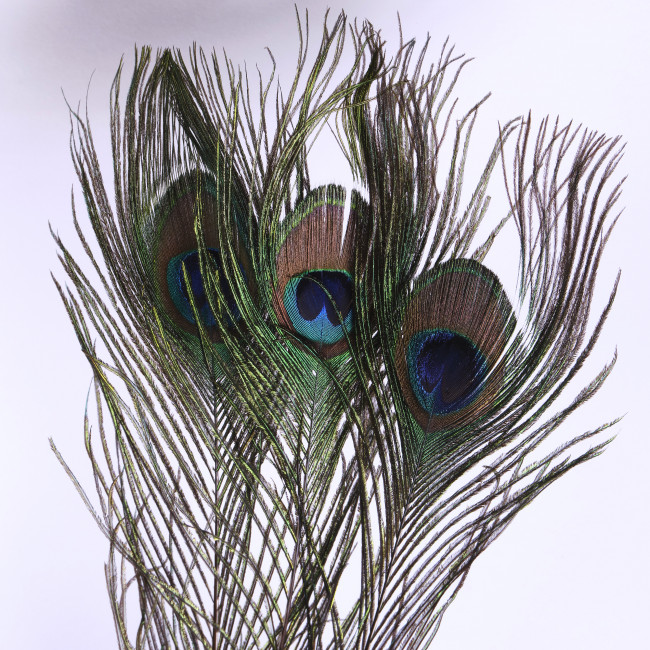 Перо павлина для удачи 3 шт Перо павлина для удачи 3 шт
